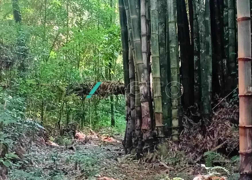 sítio - Centro - São Lourenço da Serra - Foto 3