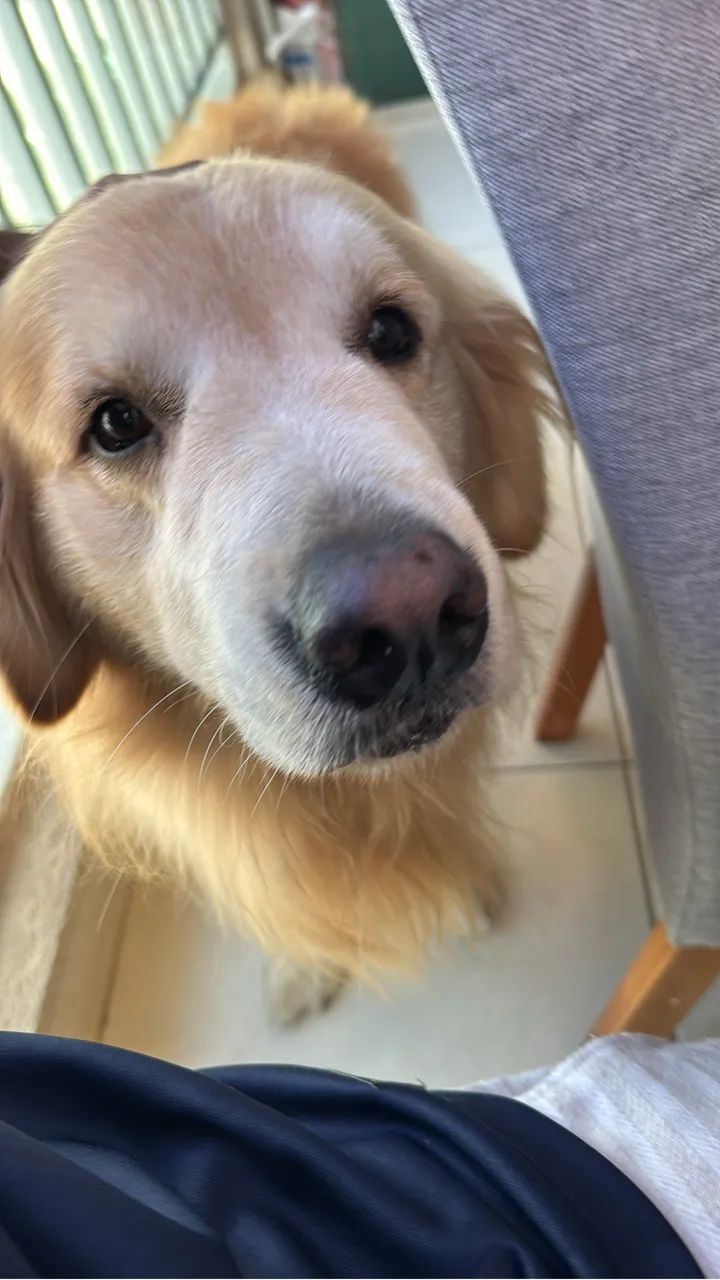 Procura se namorada /com pedigree  - Foto 2
