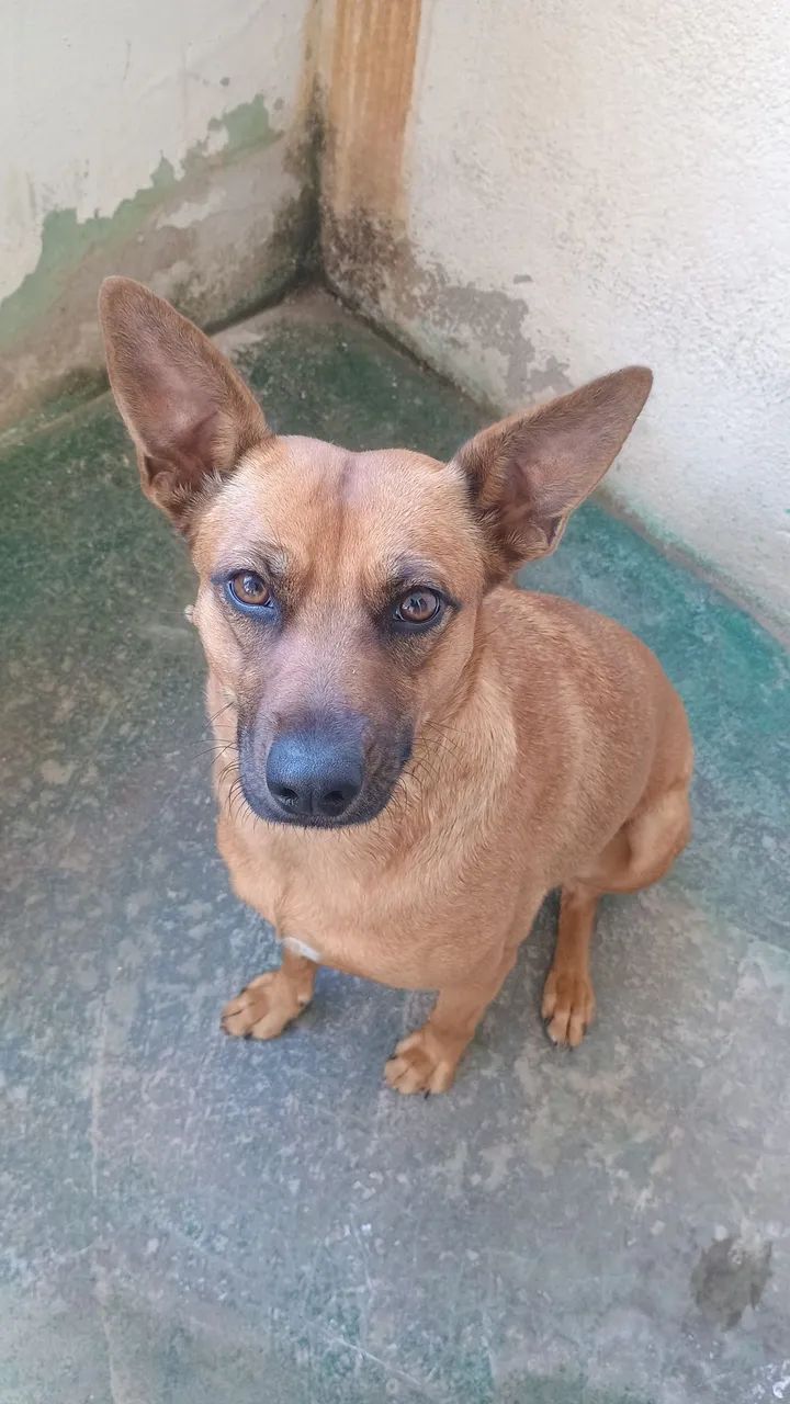 Adote cadela - Foto 3