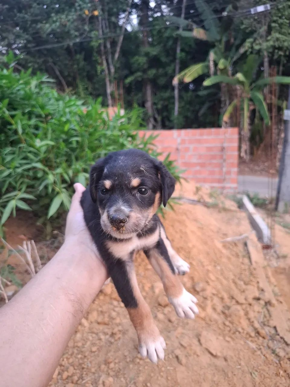 Doação responsável  - Foto 4
