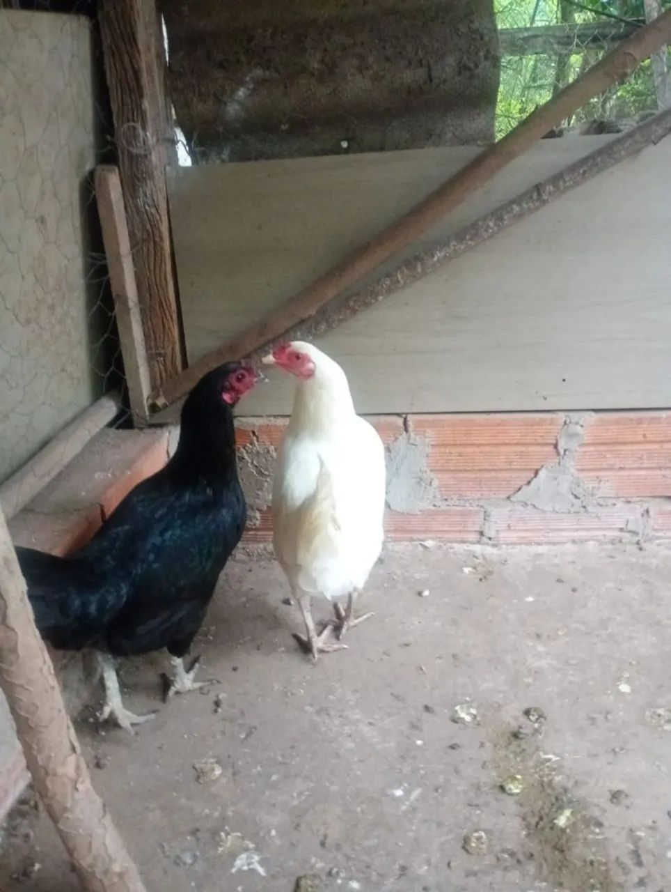 1 Frango e 2 Galinhas - Foto 3