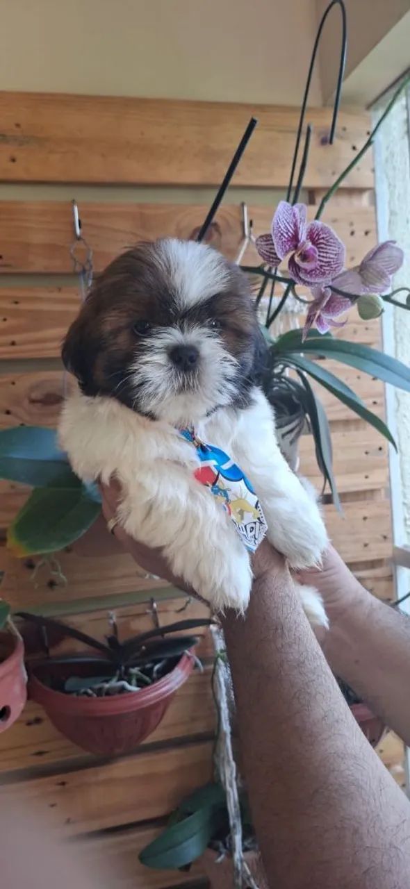 Shitzu macho 