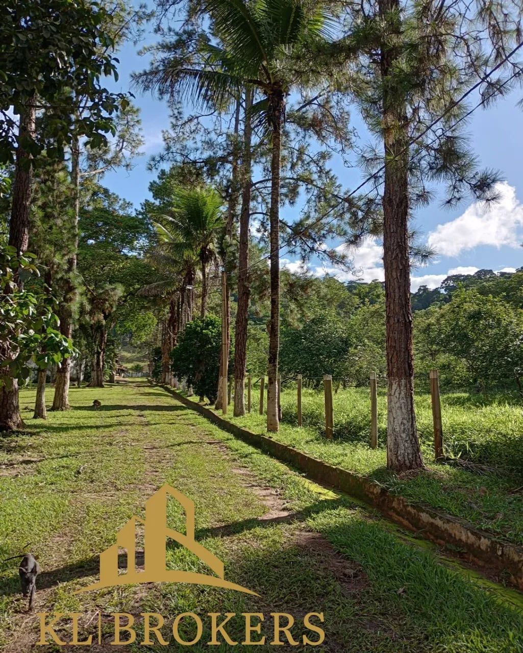 SITIO RURAL em VARGEM ALEGRE - RJ, Vargem Alegre - Foto 3