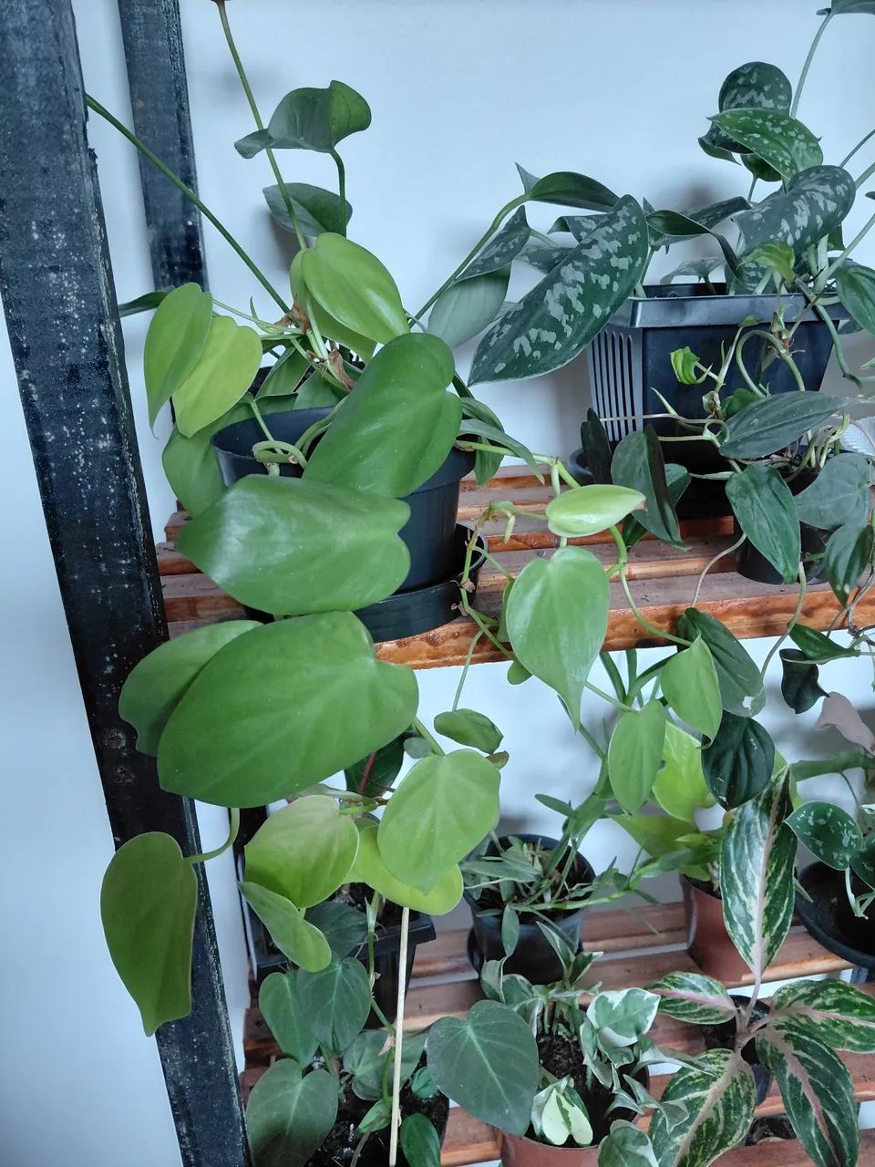 Plantas - Foto 3