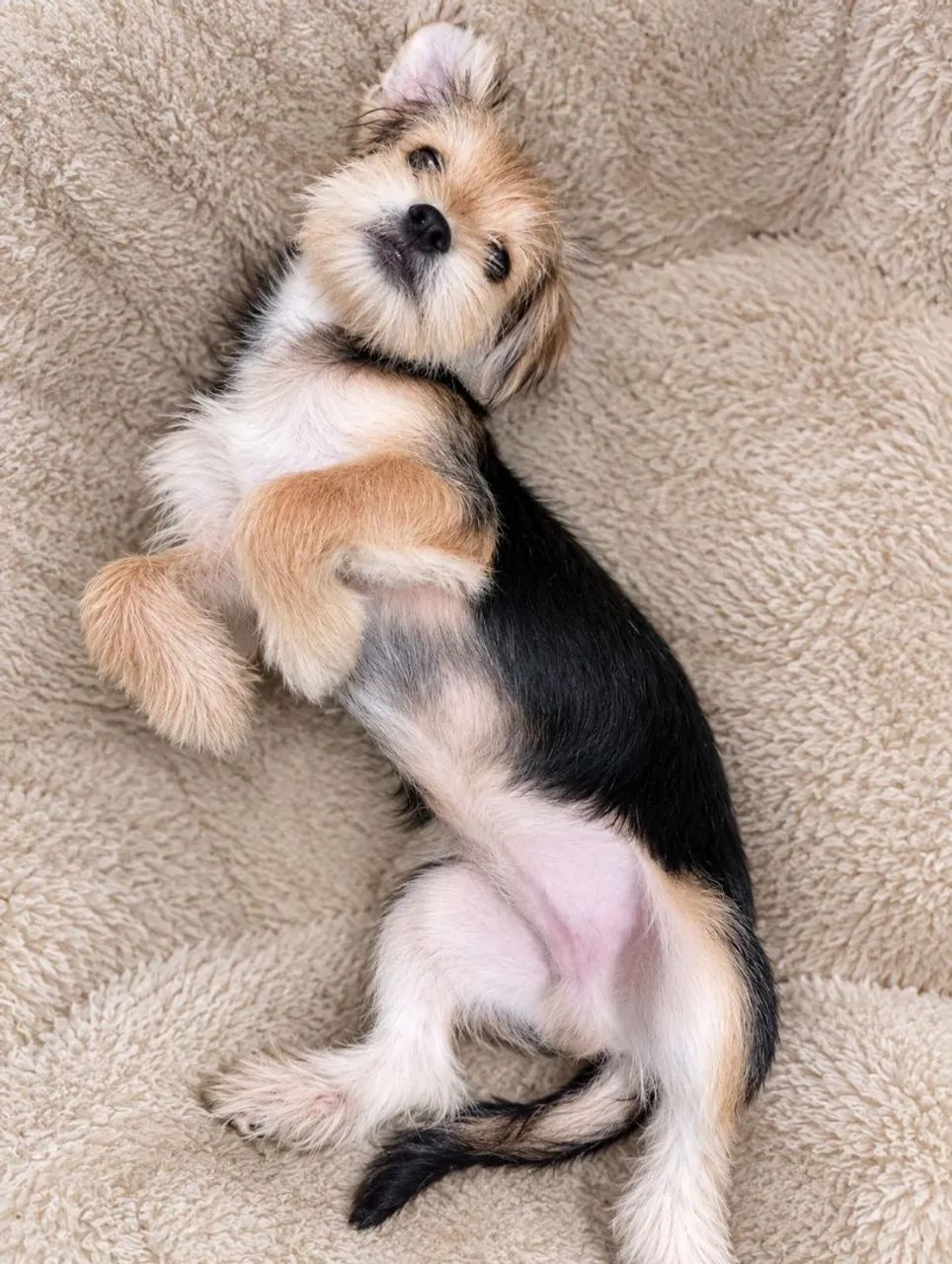 Vendo este cachorro - Foto 3