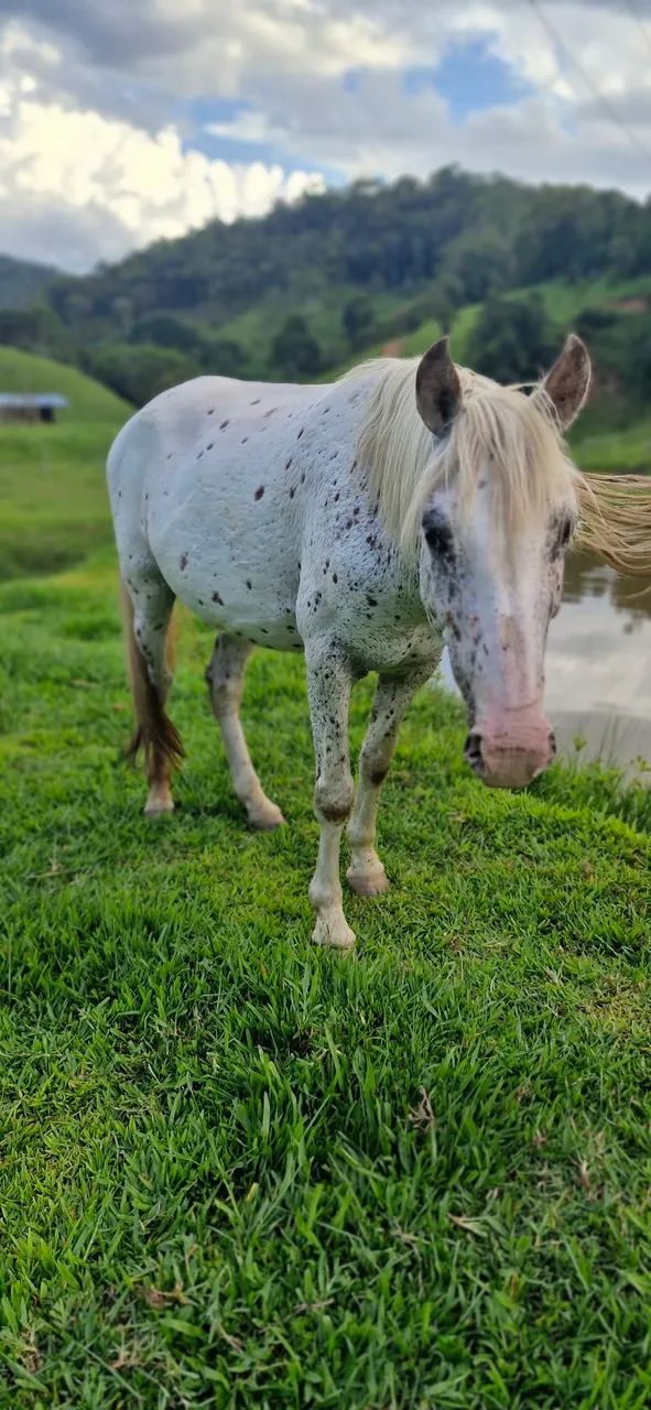 Cavalo (égua) Appaloosa - Foto 3