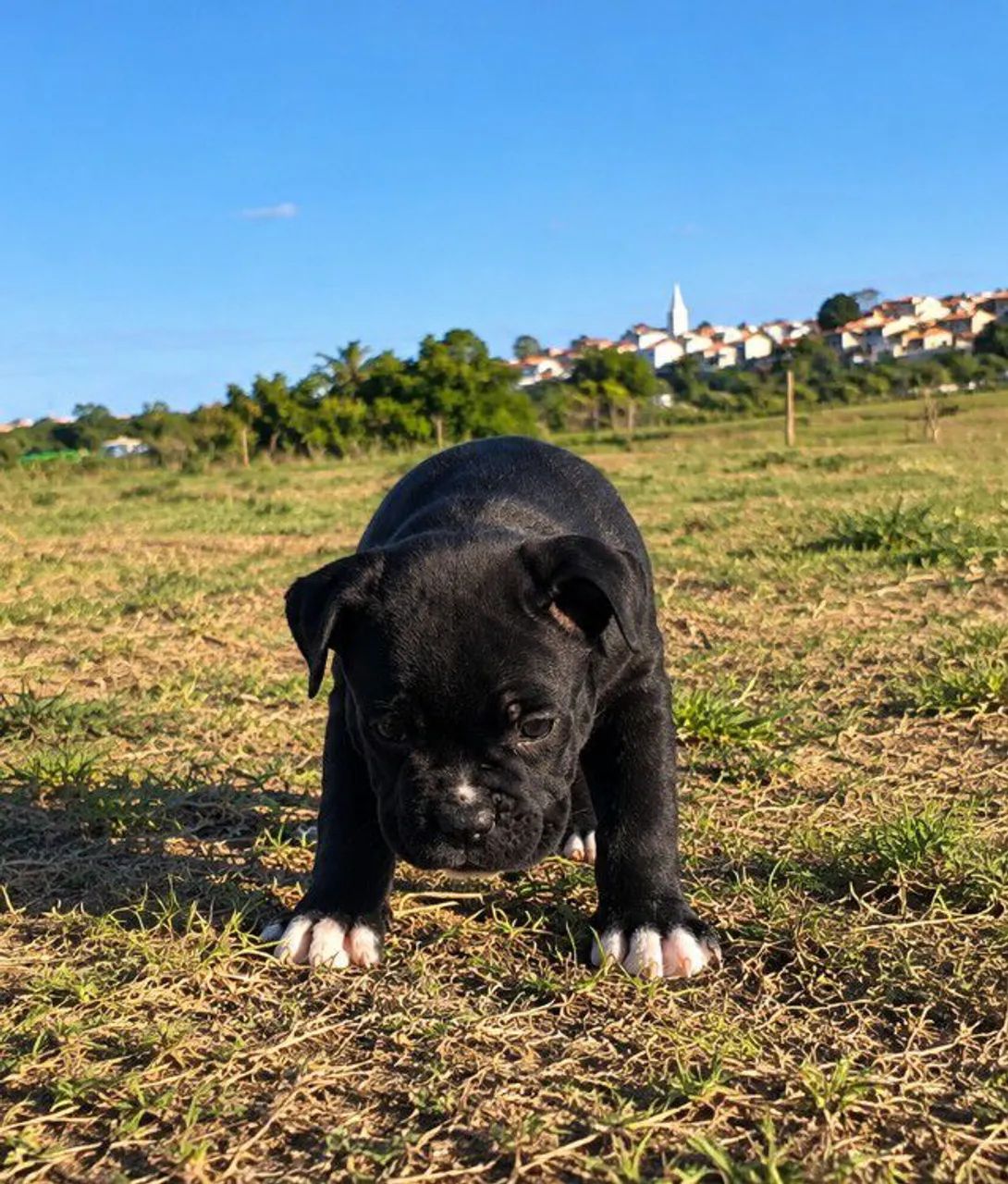 American Bully Pocket  - Foto 3
