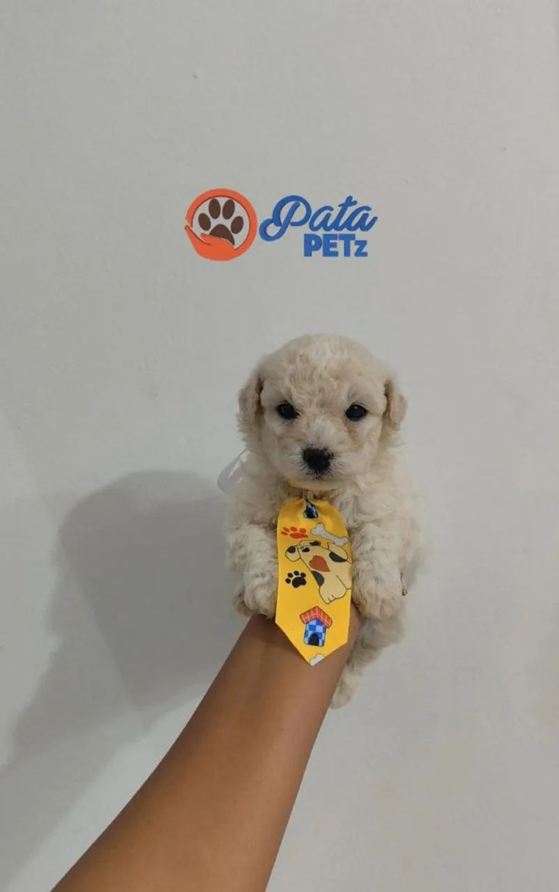 Bebê de poodle  - Foto 3