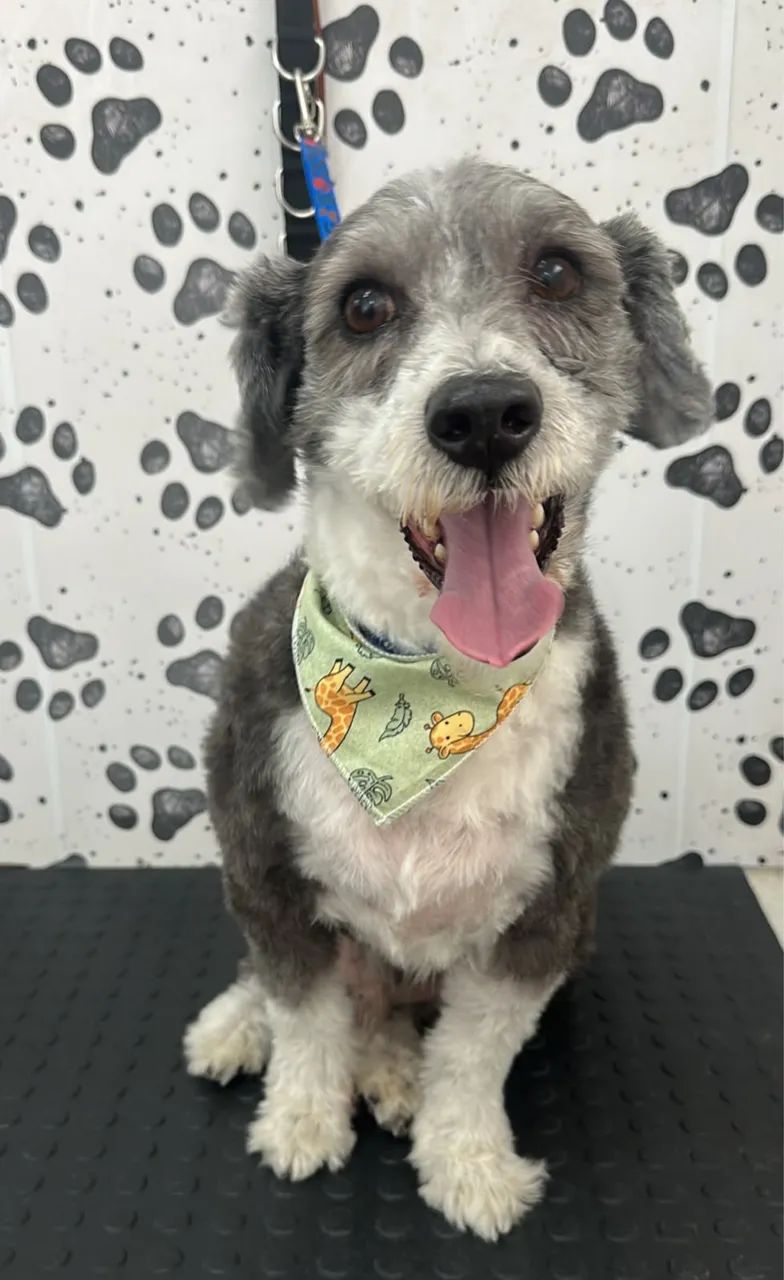 Cachorro doação 