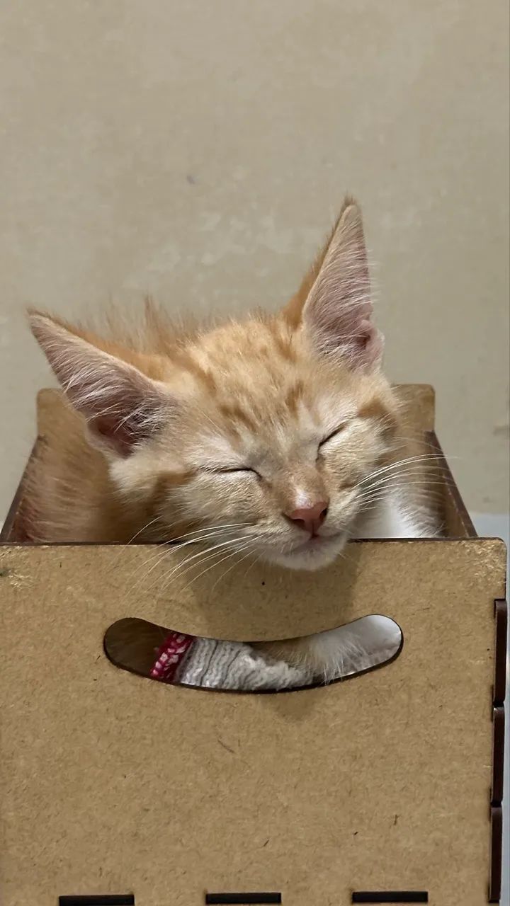 Doação de gato macho  - Foto 4
