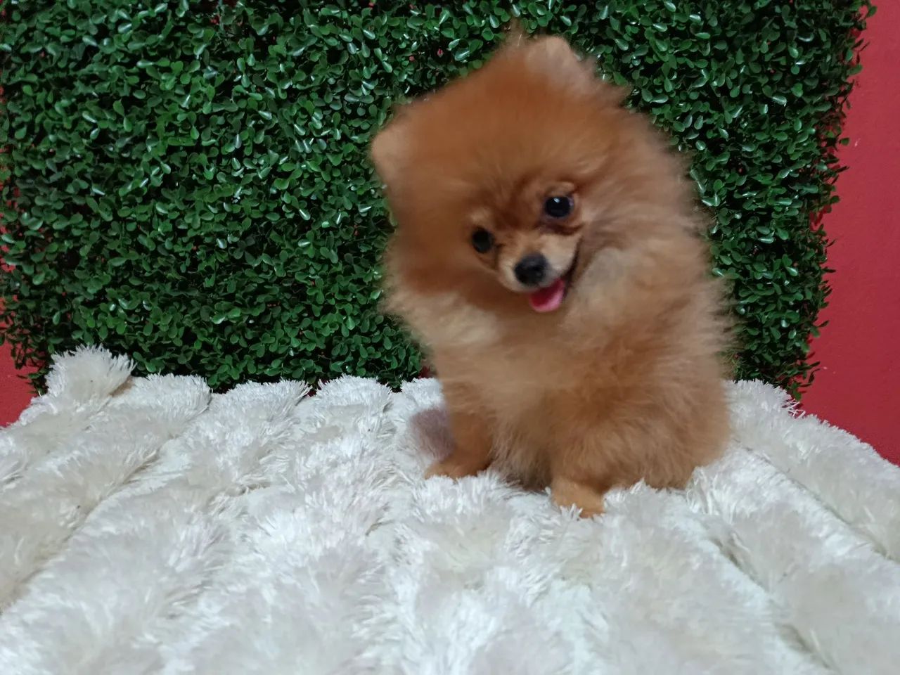 Spitz alemão macho  - Foto 5