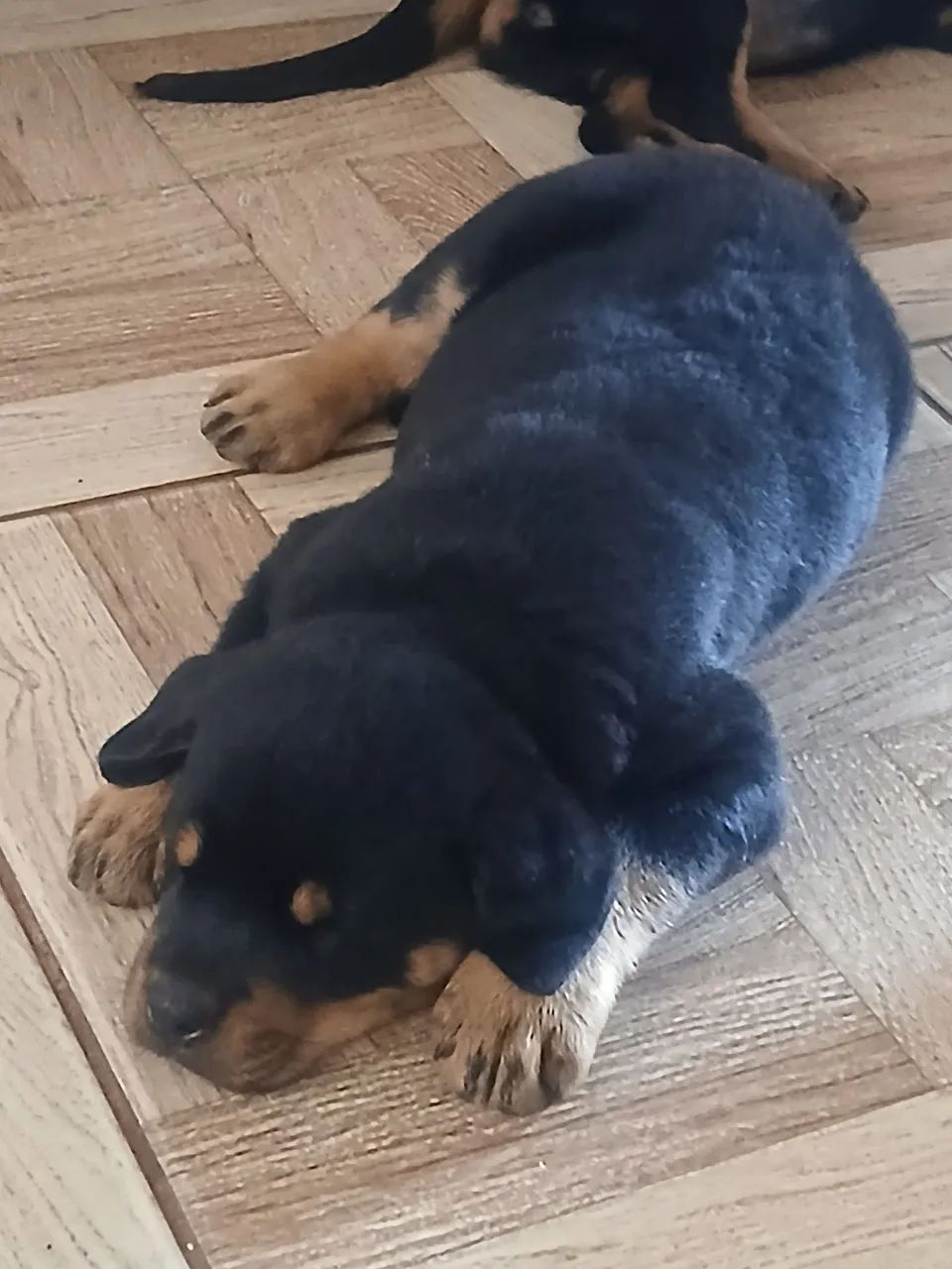 Rottweiller  - Foto 4