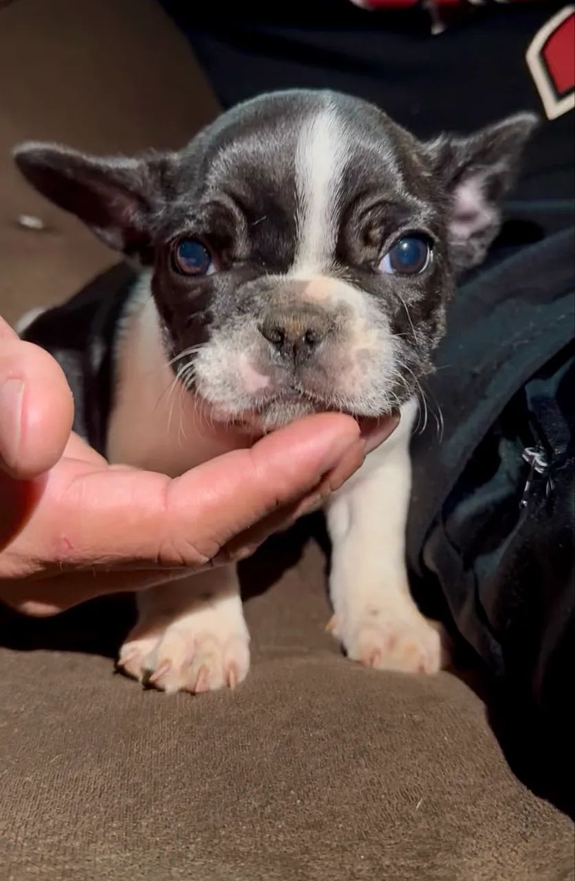 Buldogue francês filhotes  - Foto 5