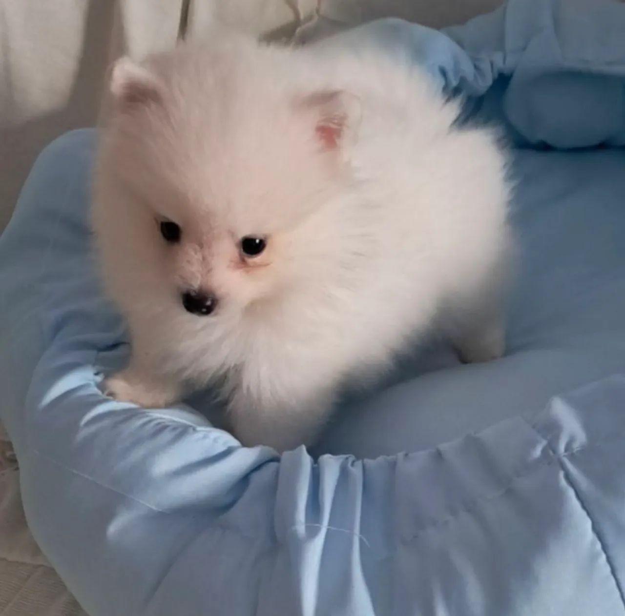 Venda pet - Foto 3
