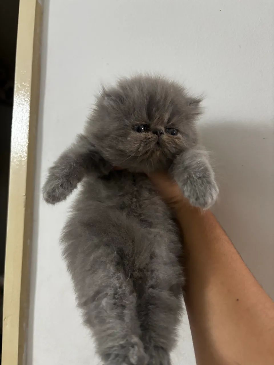 Vendo filhotes de gato persa - Foto 2