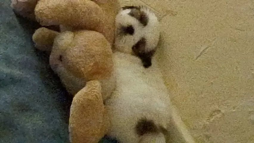 Shit tzu filhote  macho 800