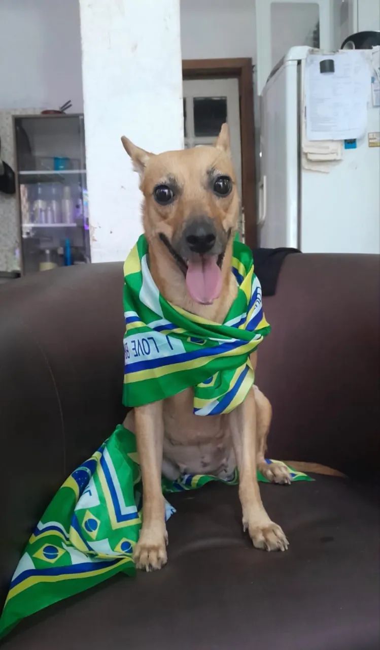 Adoção responsável  - Foto 2