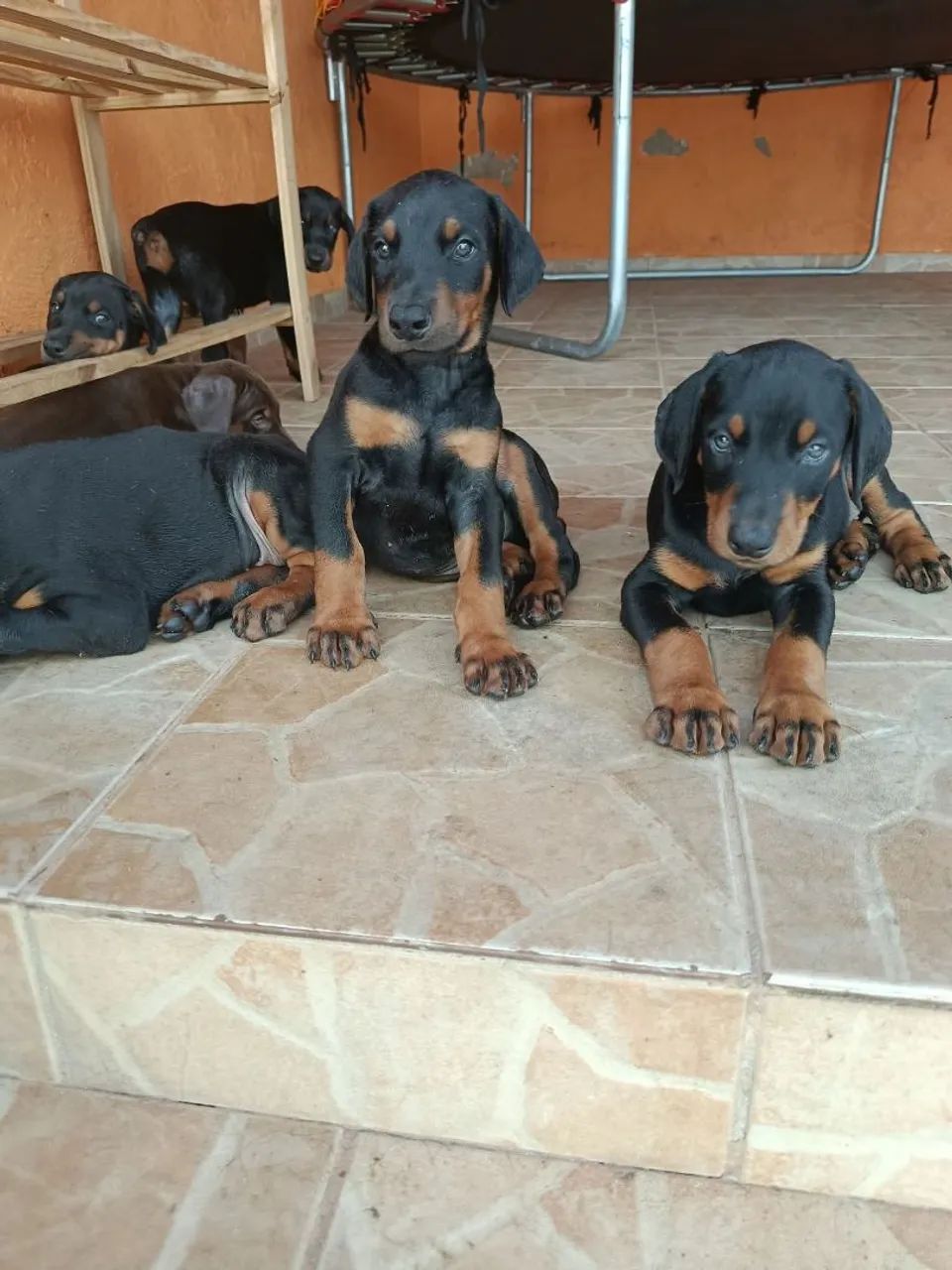 Doberman 