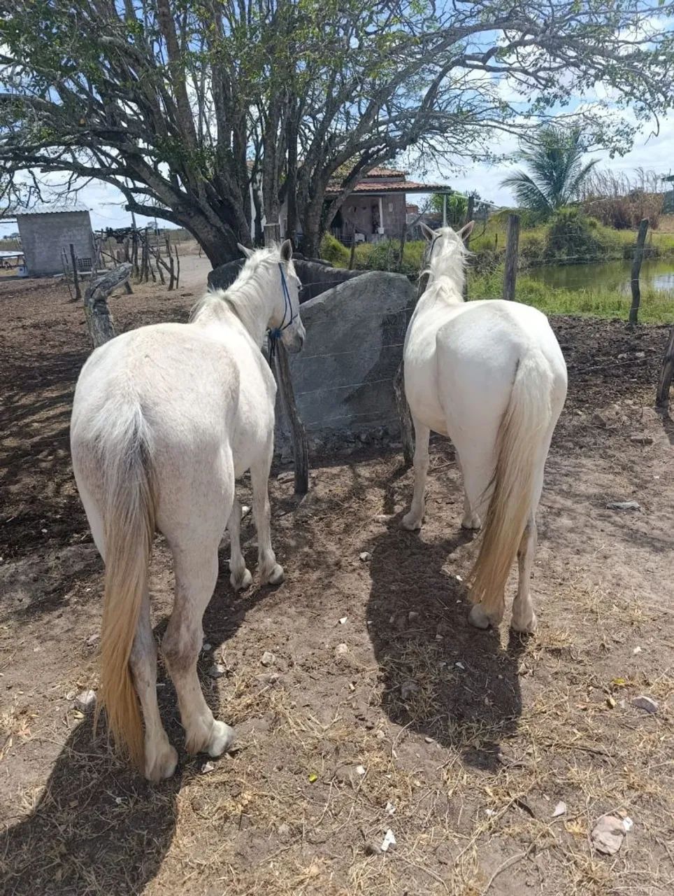 Égua mansa - Foto 4