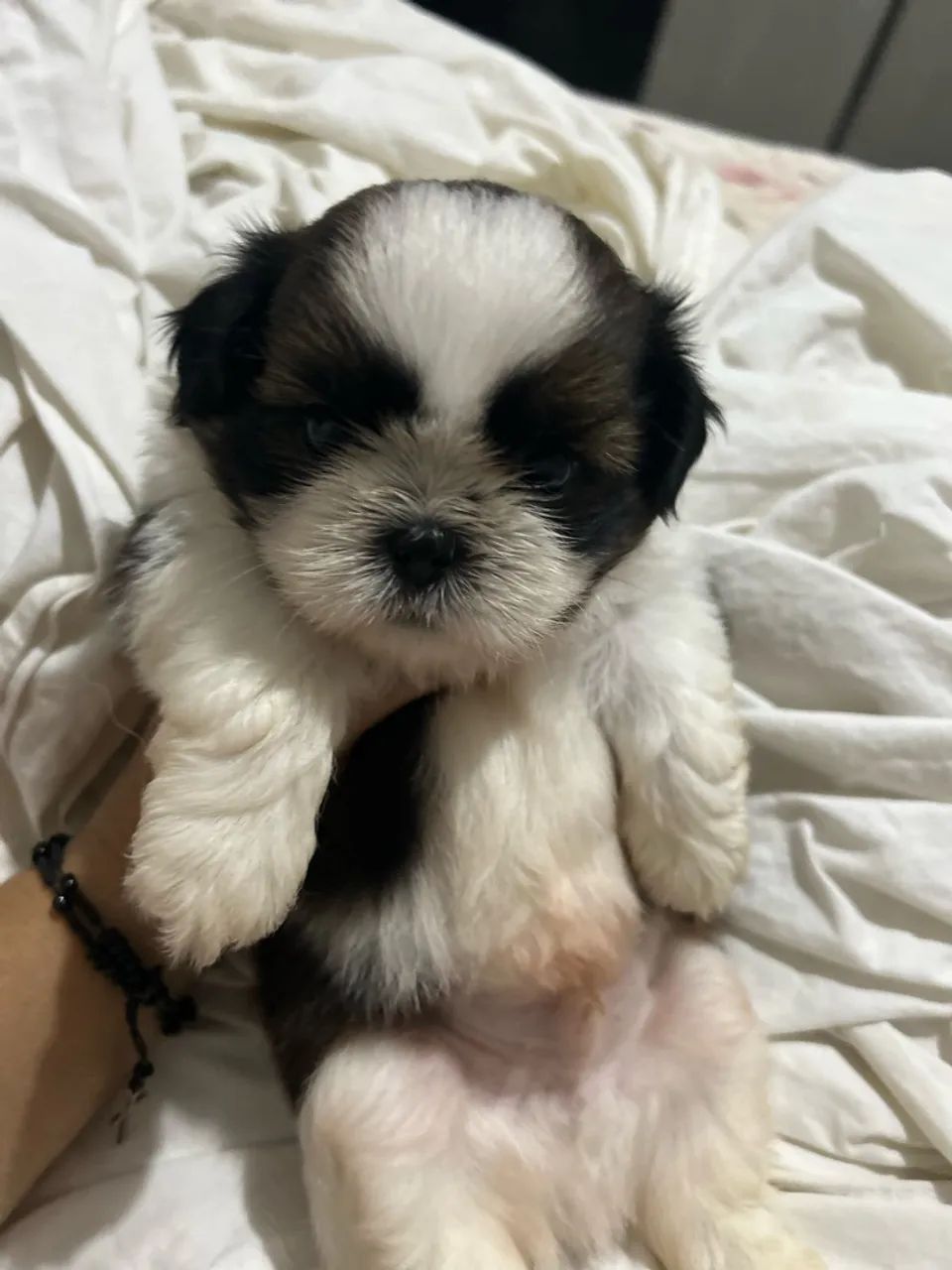 Shih tzu macho  - Foto 2