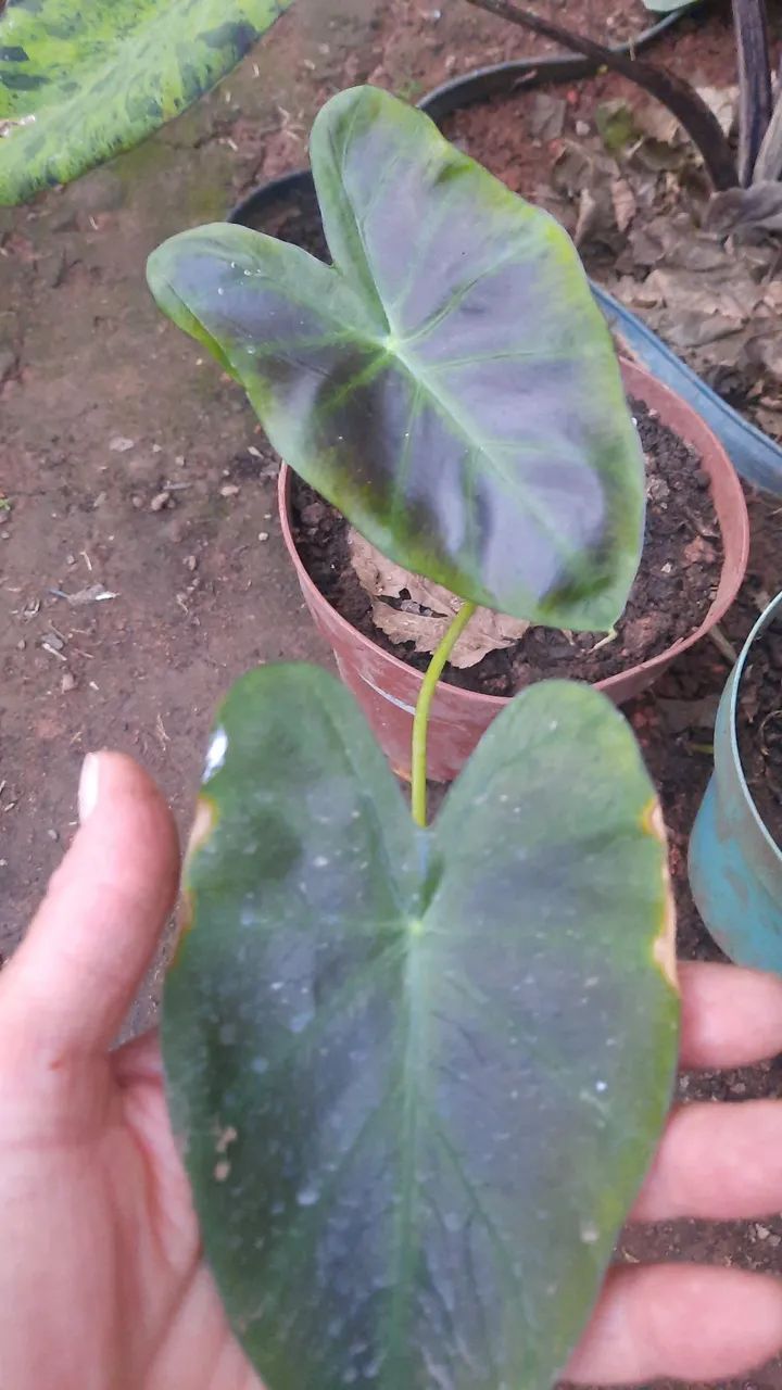 Colocasia Aloha  uma muda