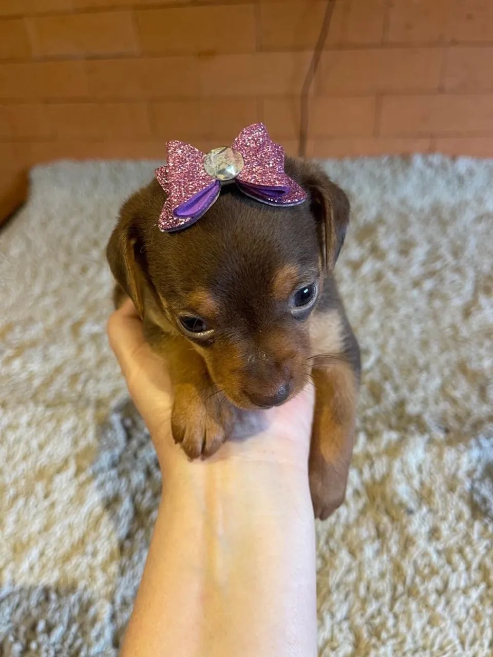 Pinscher fêmea  - Foto 2