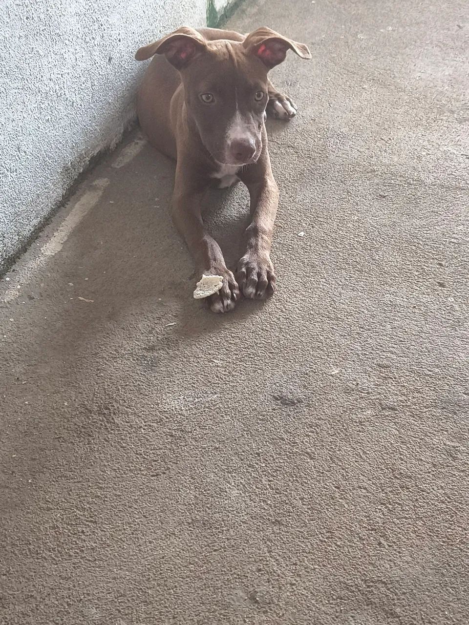 Vende-se uma Pitbull - Foto 3