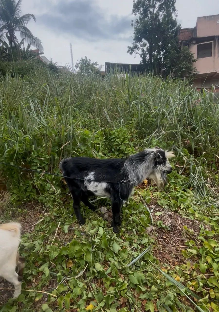 Mini cabrito  - Foto 5