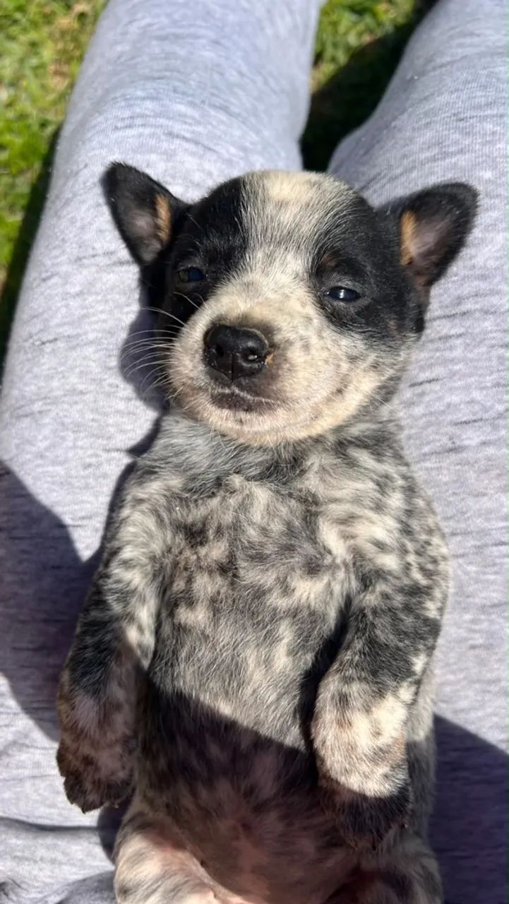 Blue heeler  - Foto 2