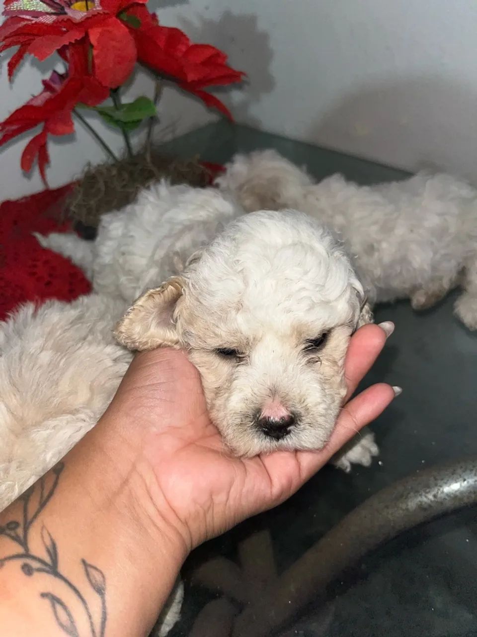 3 Poodle Original  - Foto 2