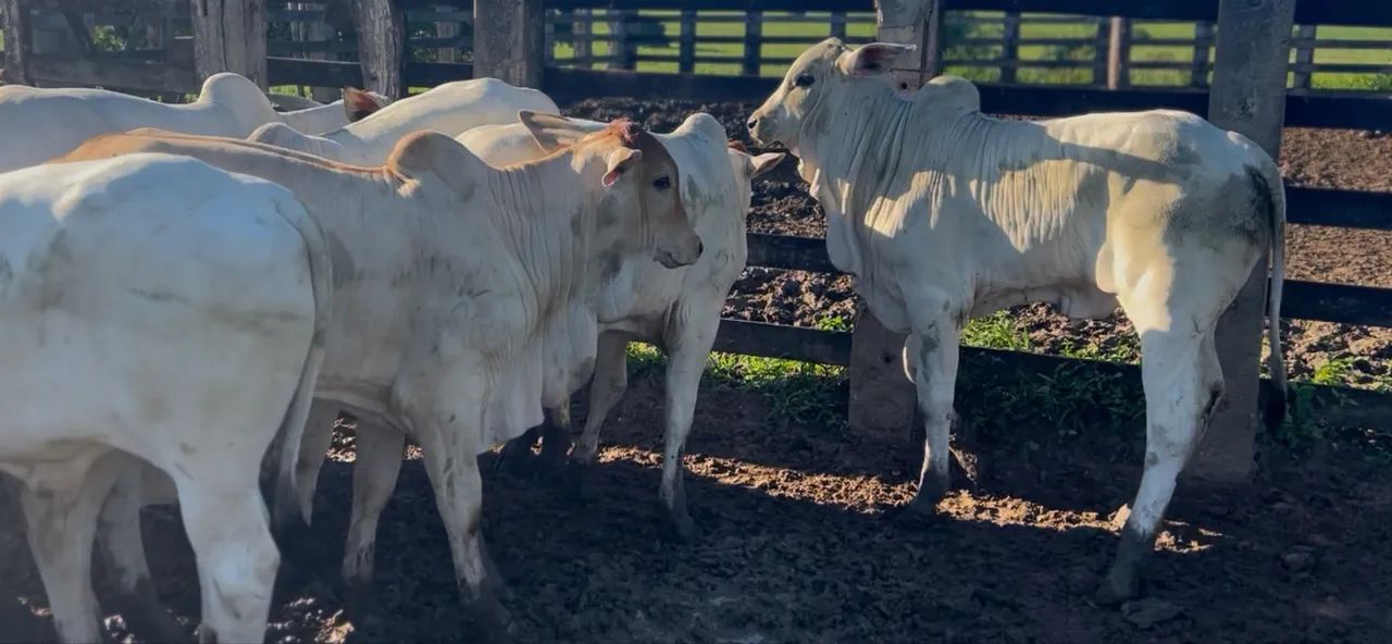 Vendo garrotinhos e bezerros - Foto 2