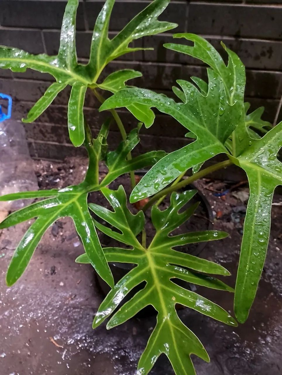 PLANTAS 