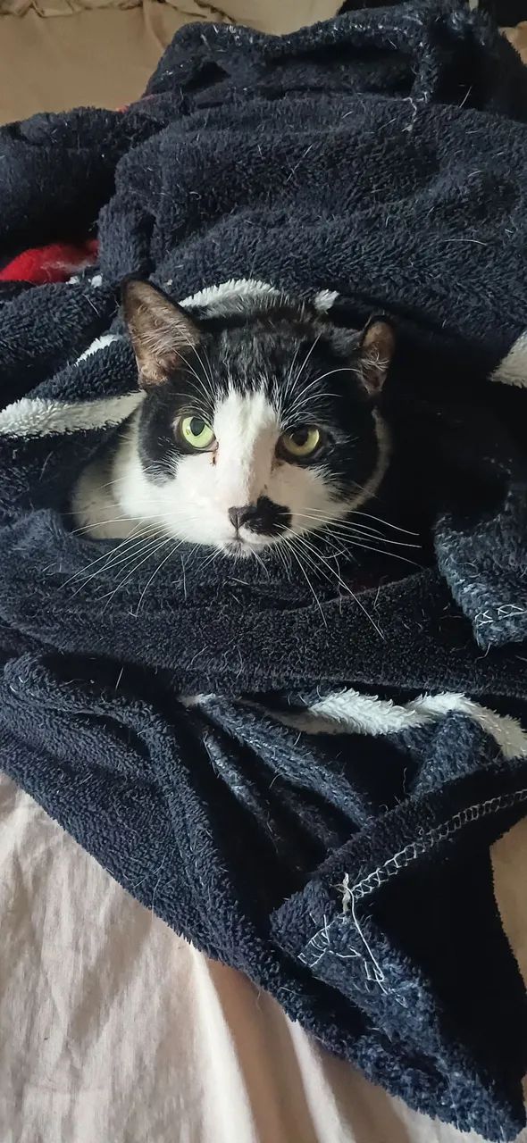 Doa se gato castrado  - Foto 3