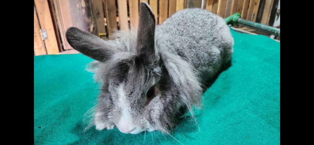 Coelhos mini e gigante  - Foto 2