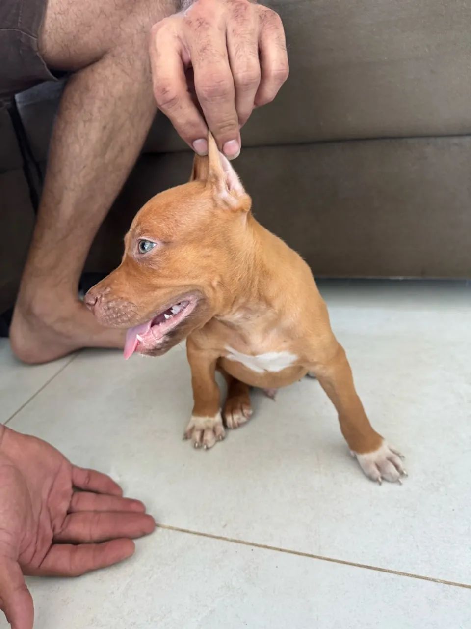 Vende-se filhotes de Pitbull  - Foto 3