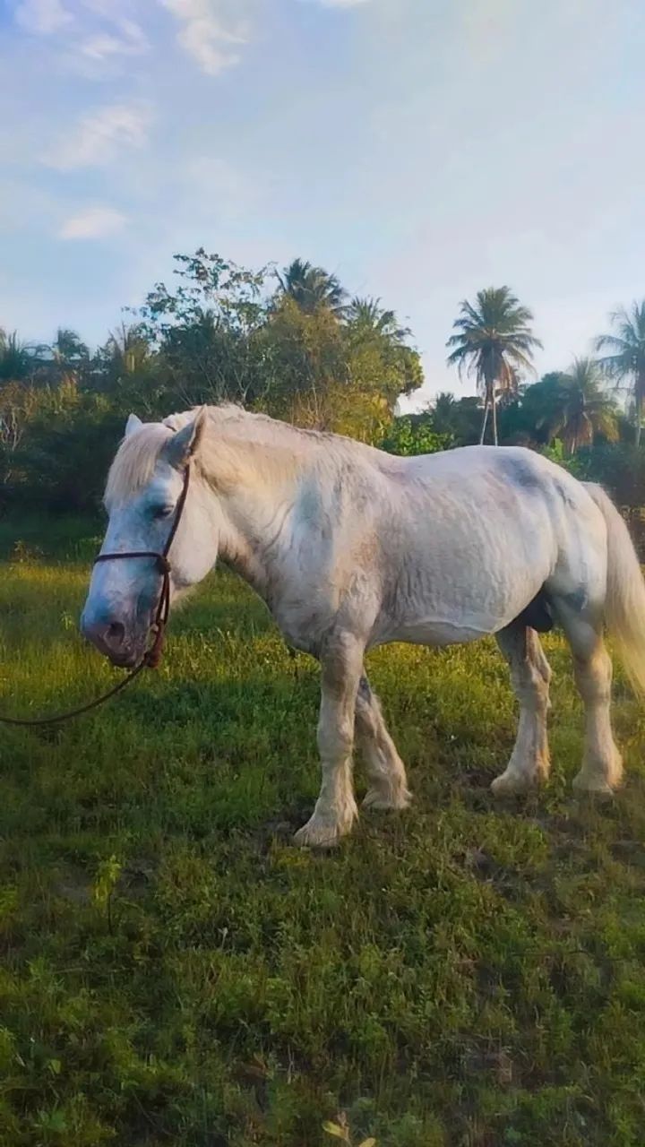 CAVALO PERCHERON - Foto 2
