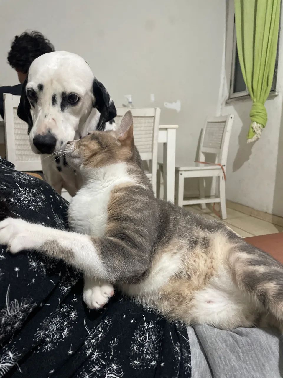 Doa se gato doméstico 