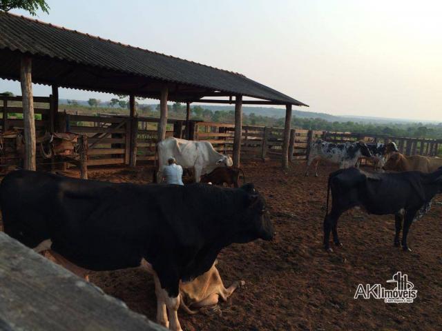 Fazenda à venda, 12640000 m² por R$ 12.500.000,00 - Zona Rural - Bom Jardim de Goiás/GO - Foto 3