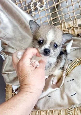 Chihuhua machinho mini - Cachorros e acessórios - Jardim Petrópolis,  Campinas 1260340281