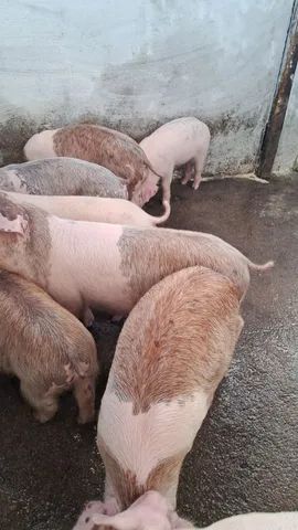 14 Porcos novinhos para Engorda  - Foto 5