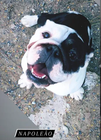 Bulldog ingles preto  +24 anúncios na OLX Brasil