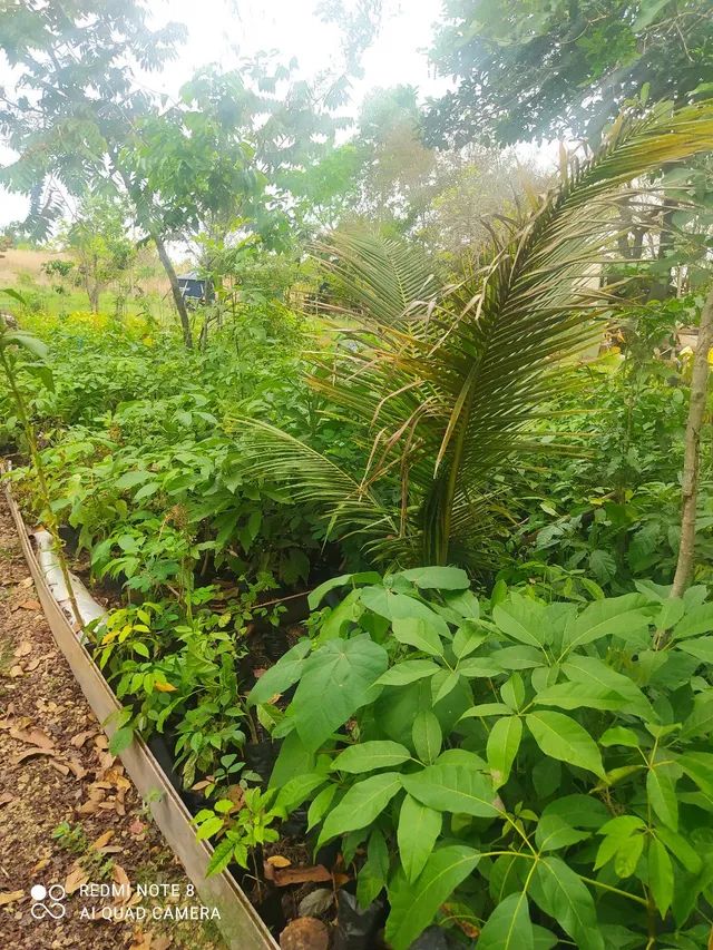 MUDA DE REFLORESTAMENTO   - Foto 5