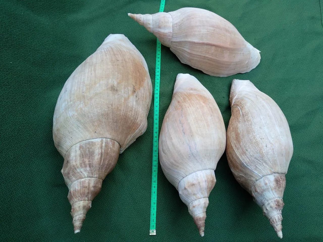 Quatro Conchas marinhas grandes - naturais e hidratadas  - Foto 5
