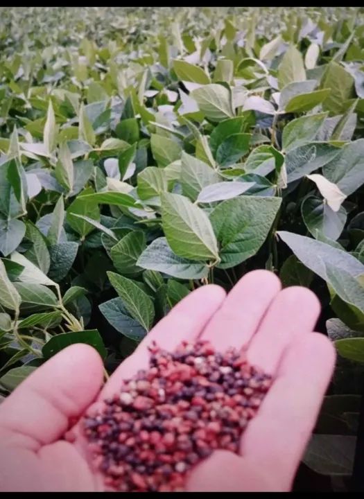 ADUBO DIVERSOS FERTILIZANTES FORMULADOS NPK AVARIADOS VARREDURAS 