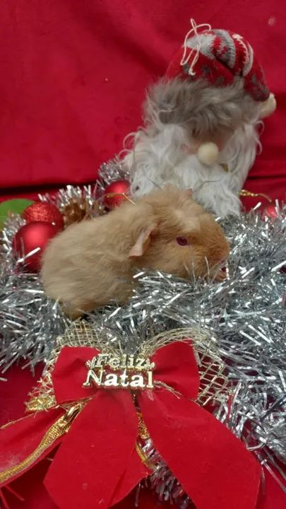 Porquinho da india  - Foto 6