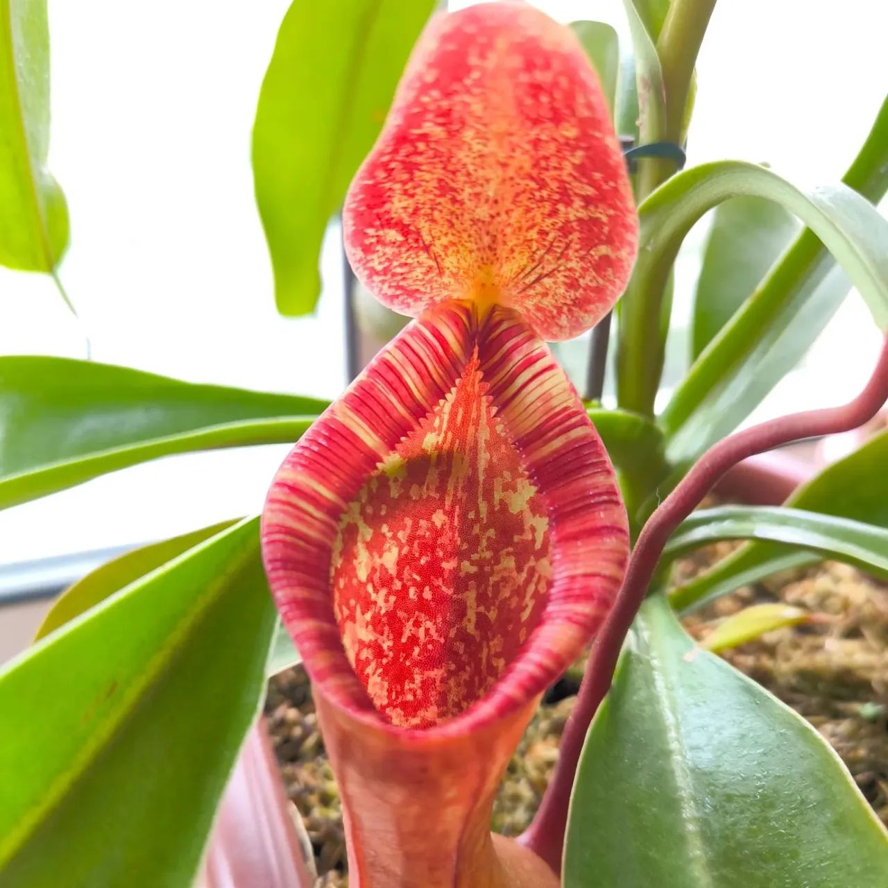 Nepenthes Briggsiana (Lowii x Ventricosa) - Foto 2