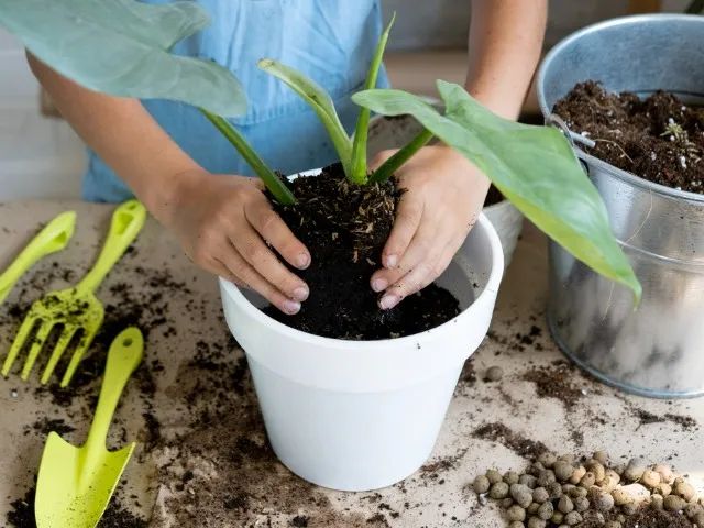 Terra preta para horta , plantas e jardins e esterco legitima  - Foto 4