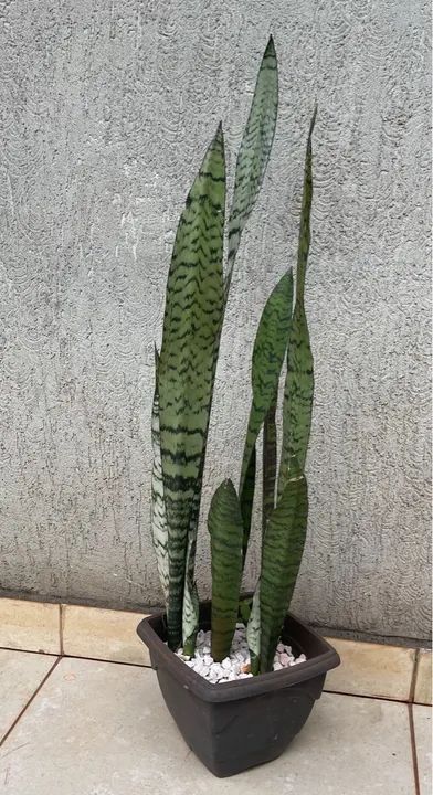 Caso Plantas  - Foto 4