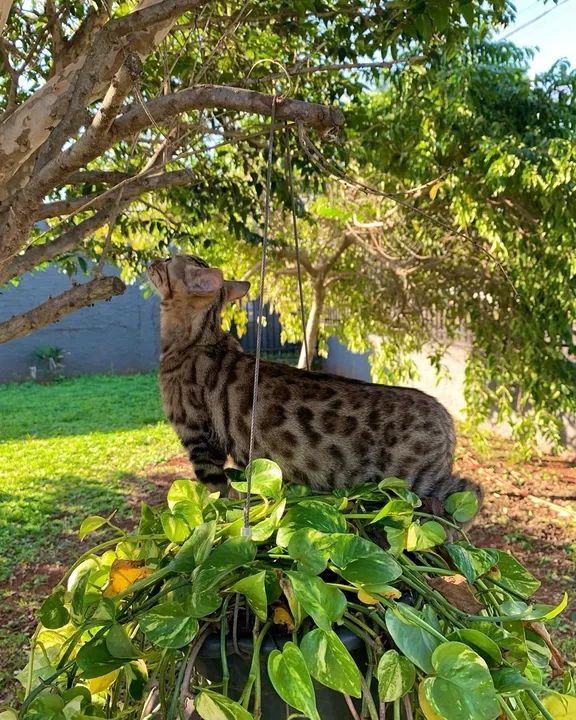 Gato Bengal filhote  - Foto 5
