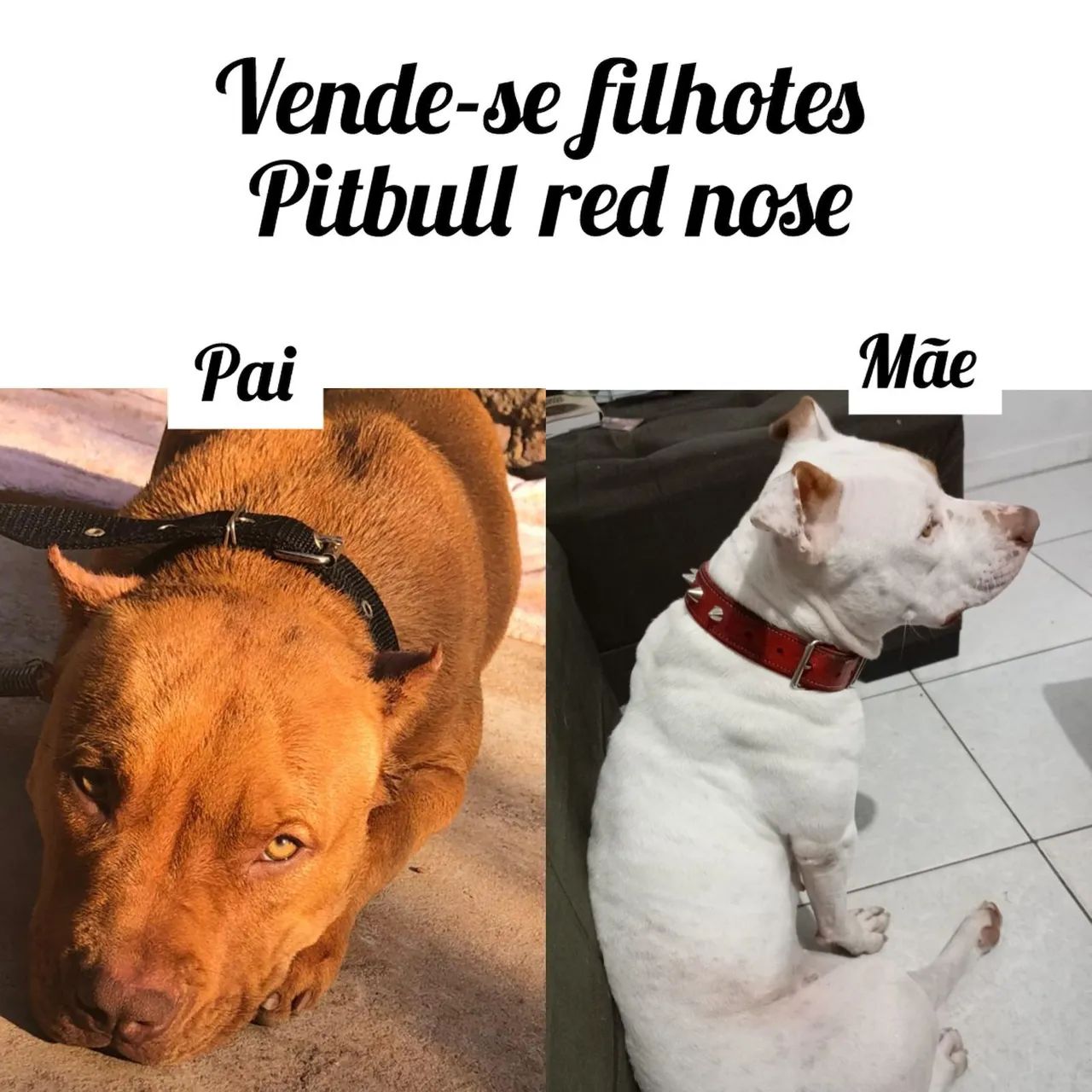 HOT Pitbull Red Nose Pitbull Terrier Olx Pitbull Terrier Pitbull Red
